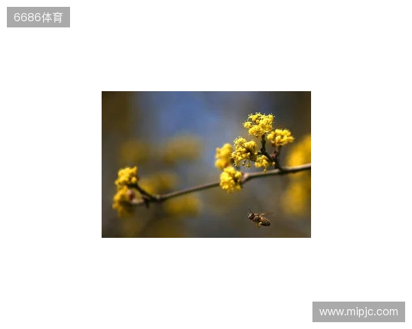 媒体人：拉米罗是否留任要看足协杯 国安在引援前要先确定主帅